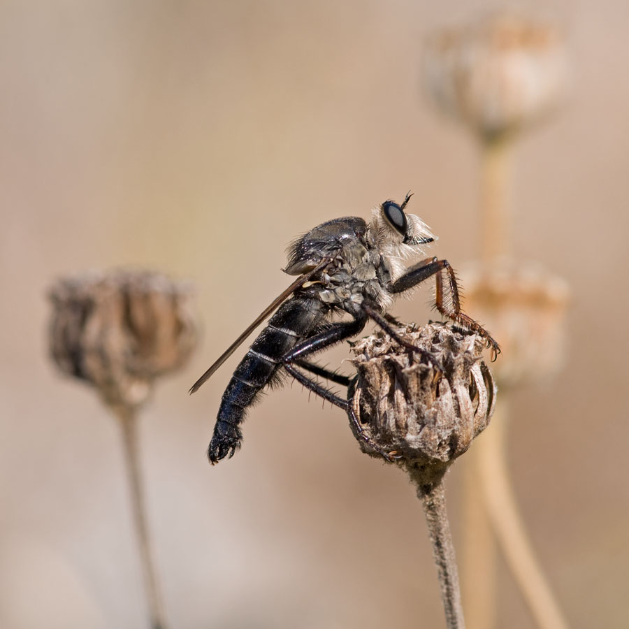 Stenopogon spec